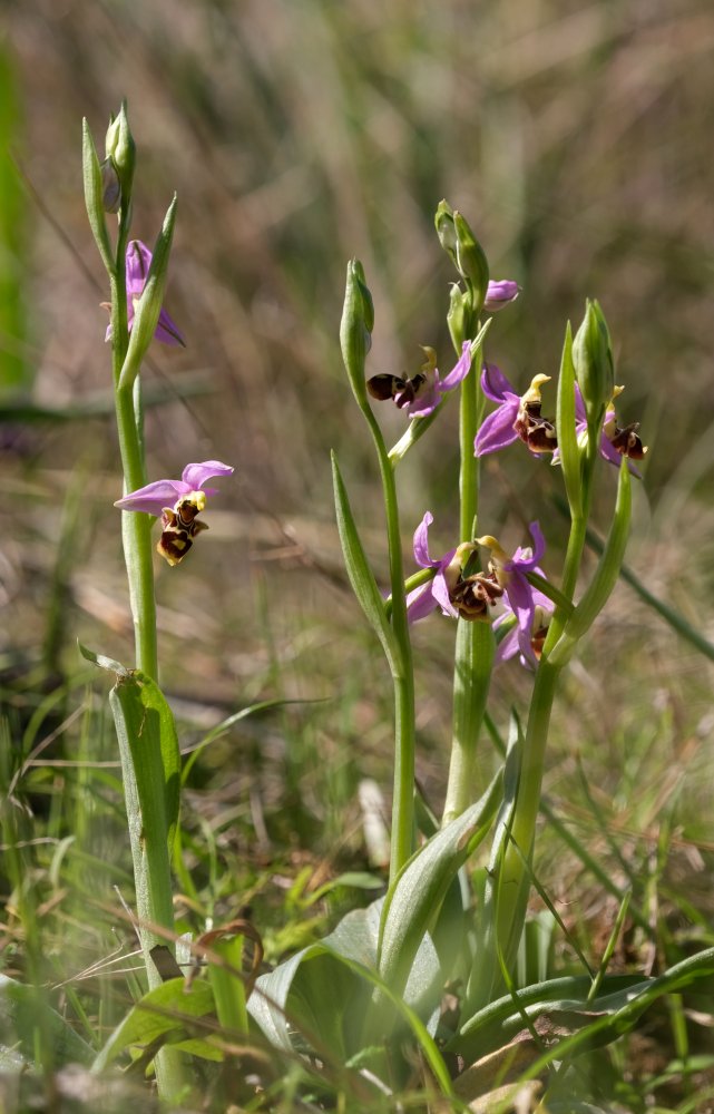 Orchidee di Marzo - Dalla Grecia con passione